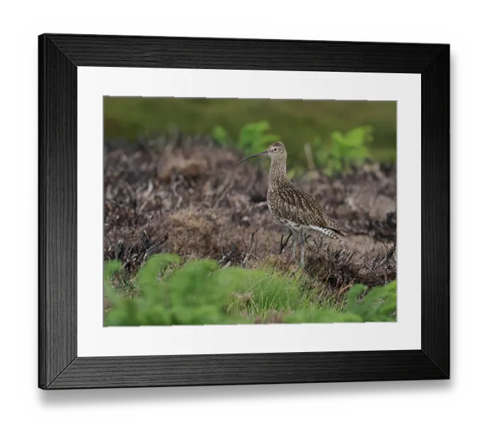Framed Print : Curlew (Numenius Arquata) standing on recently burnt strip of heather on working Grouse Moor, North Yorkshire, England, UK. July Framed Print : Curlew (Numenius Arquata) standing on recently burnt strip of heather on working Grouse Moor, North Yorkshire, England, UK. July