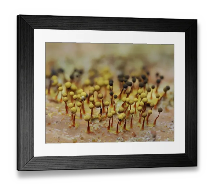 Framed Print : Slime mould (Cribraria aurantiaca) group of 1mm tall mature sporangia on rotting pine log showing different colour stages, Buckinghamshire, England, UK. July. Focus stacked Framed Print : Slime mould (Cribraria aurantiaca) group of 1mm tall mature sporangia on rotting pine log showing different colour stages, Buckinghamshire, England, UK. July. Focus stacked