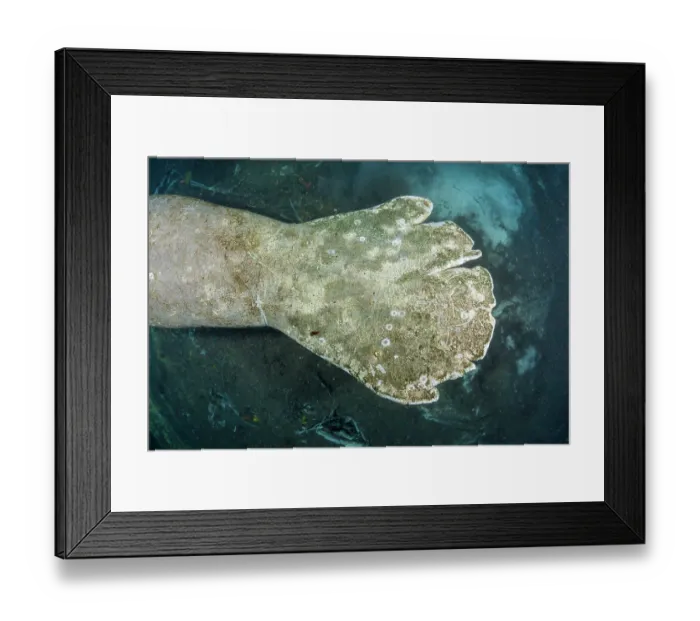 Framed Print : Tail of Florida manatee (Trichechus manatus latirostris) with healed wounds from boat propellers, Three Sisters Spring, Crystal River, Florida, USA Framed Print : Tail of Florida manatee (Trichechus manatus latirostris) with healed wounds from boat propellers, Three Sisters Spring, Crystal River, Florida, USA
