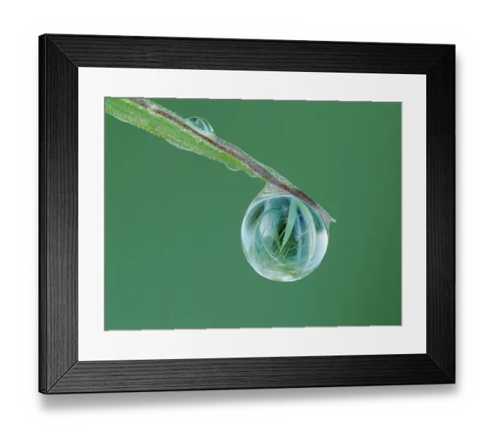 Framed Print : Close up of dew drop on grass tip showing grass behind refracted in droplet, Hertfordshire, England, UK. May. Focus stacked Framed Print : Close up of dew drop on grass tip showing grass behind refracted in droplet, Hertfordshire, England, UK. May. Focus stacked