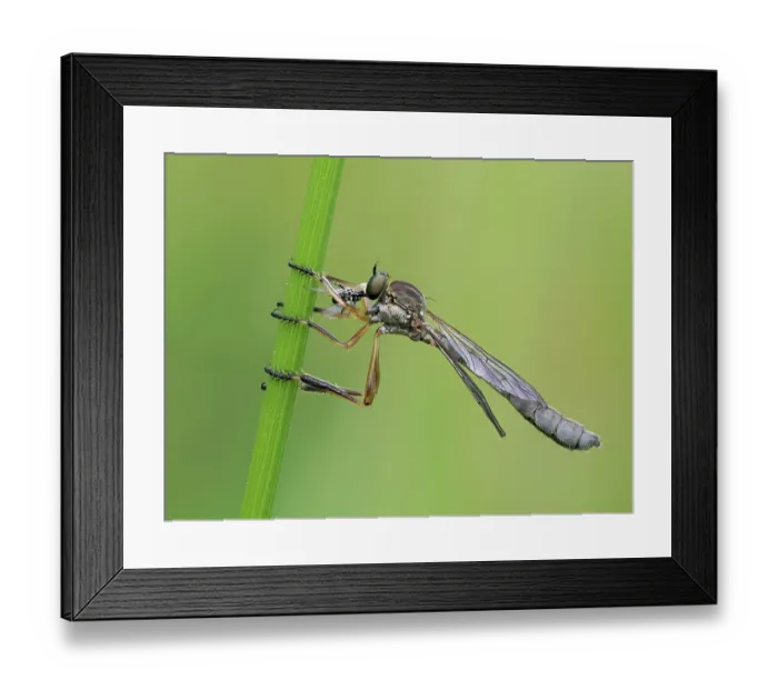 Framed Print : Robberfly (Leptogaster cylindrica) female feeding on fly prey, Hertfordshire, England, UK. July. Focus stacked Framed Print : Robberfly (Leptogaster cylindrica) female feeding on fly prey, Hertfordshire, England, UK. July. Focus stacked