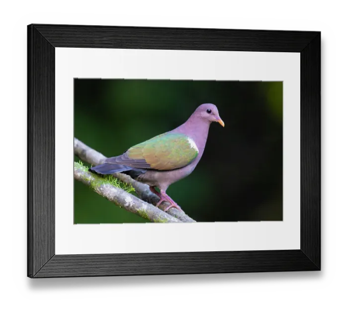 Framed Print : Emerald dove (Chalcophaps indica) male, perched on branch, Wet Tropics World Heritage, Lake Eacham, Queensland, Australia Framed Print : Emerald dove (Chalcophaps indica) male, perched on branch, Wet Tropics World Heritage, Lake Eacham, Queensland, Australia
