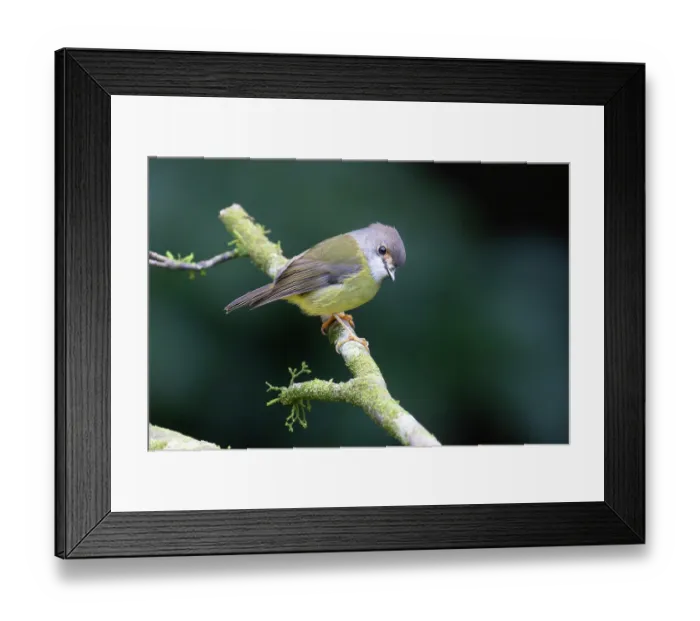 Framed Print : Pale yellow robin (Tregellasia capito) perched on branch, Wet Tropics World Heritage, Lake Eacham, Queensland, Australia Framed Print : Pale yellow robin (Tregellasia capito) perched on branch, Wet Tropics World Heritage, Lake Eacham, Queensland, Australia