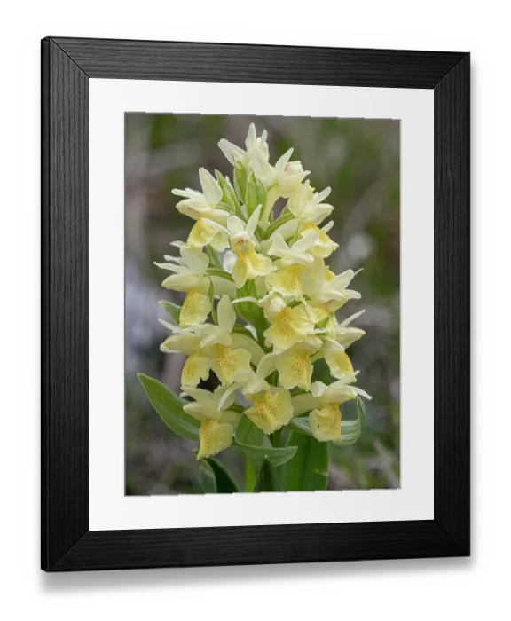 Framed Print : Elderflower orchid (Dactylorhiza sambucina) yellow variety, in flower, Gran Sasso, Abruzzo, Italy. May. Focus stacked Framed Print : Elderflower orchid (Dactylorhiza sambucina) yellow variety, in flower, Gran Sasso, Abruzzo, Italy. May. Focus stacked
