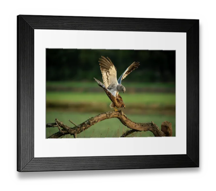 Framed Print : Montagu's harriers (Circus pygargus) pair, perched on dead branch mating, Lleida, Spain. May