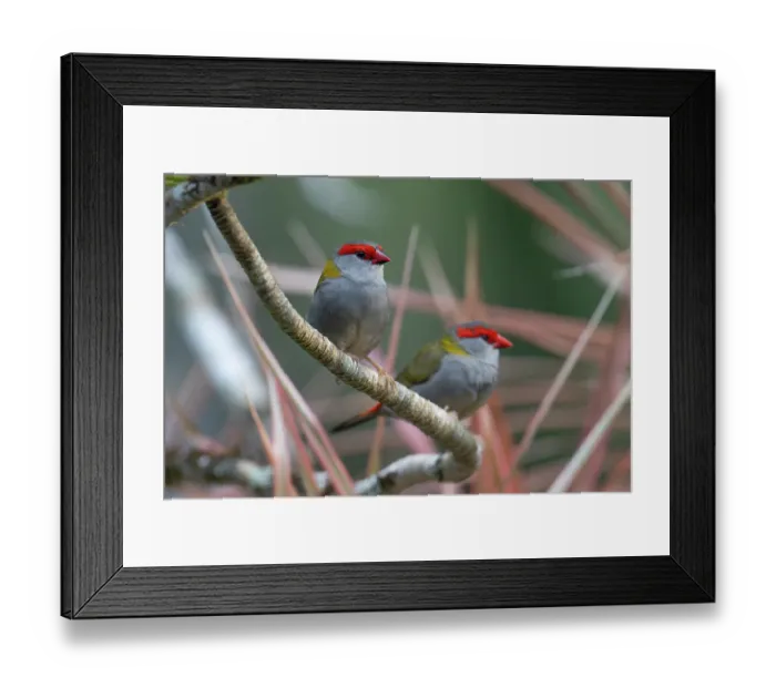 Framed Print : Two Red-browed finches (Neochima temporalis) perched on branch, Wet Tropics World Heritage, Lake Eacham, Queensland, Australia Framed Print : Two Red-browed finches (Neochima temporalis) perched on branch, Wet Tropics World Heritage, Lake Eacham, Queensland, Australia
