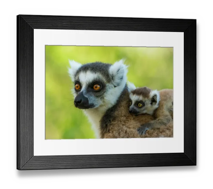 Framed Print : Ring-tailed lemur (Lemur catta) female carrying infant on her back, portrait, Anja reserve, Madagascar. Endangered Framed Print : Ring-tailed lemur (Lemur catta) female carrying infant on her back, portrait, Anja reserve, Madagascar. Endangered
