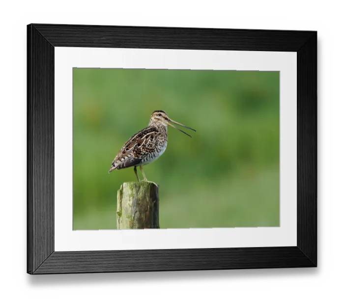 Framed Print : Common snipe (Gallinago gallinago) perched on fence post calling, Upper Teesdale, County Durham, England, UK. July Framed Print : Common snipe (Gallinago gallinago) perched on fence post calling, Upper Teesdale, County Durham, England, UK. July