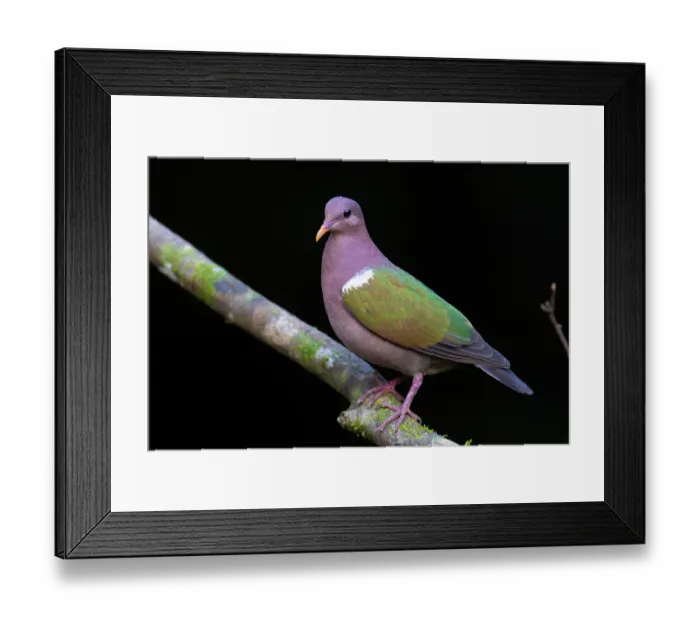Framed Print : Emerald dove (Chalcophaps indica) male, perched on branch, Wet Tropics World Heritage, Lake Eacham, Queensland, Australia Framed Print : Emerald dove (Chalcophaps indica) male, perched on branch, Wet Tropics World Heritage, Lake Eacham, Queensland, Australia