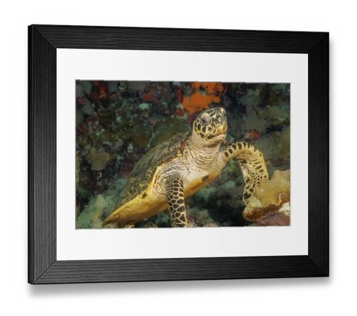 Framed Print : Hawksbill turtle (Eretmochelys imbricata) swimming through coral reef, Yap, Federated States of Micronesia, Pacific Ocean. Critically endangered Framed Print : Hawksbill turtle (Eretmochelys imbricata) swimming through coral reef, Yap, Federated States of Micronesia, Pacific Ocean. Critically endangered
