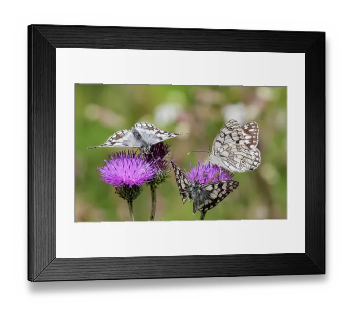 Framed Print : Three Marbled white butterflies (Melanargia galathea) nectaring on Thistle flowers, Castelluccio di Norcia, Sibillini, Umbria, Itlay. July Framed Print : Three Marbled white butterflies (Melanargia galathea) nectaring on Thistle flowers, Castelluccio di Norcia, Sibillini, Umbria, Itlay. July