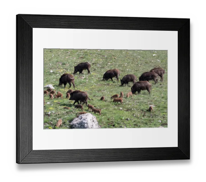 Framed Print : Group of Wild boars (Sus scrofa) adults and piglets, grazing on hillside, Gran Sasso, Abruzzo, Italy. May Framed Print : Group of Wild boars (Sus scrofa) adults and piglets, grazing on hillside, Gran Sasso, Abruzzo, Italy. May