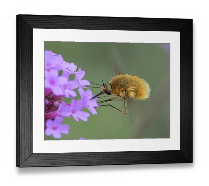Framed Print : Large bee fly (Bombylius major) nectaring on flower, Podere Montecucco, Orvieto, Umbria, Italy. June Framed Print : Large bee fly (Bombylius major) nectaring on flower, Podere Montecucco, Orvieto, Umbria, Italy. June