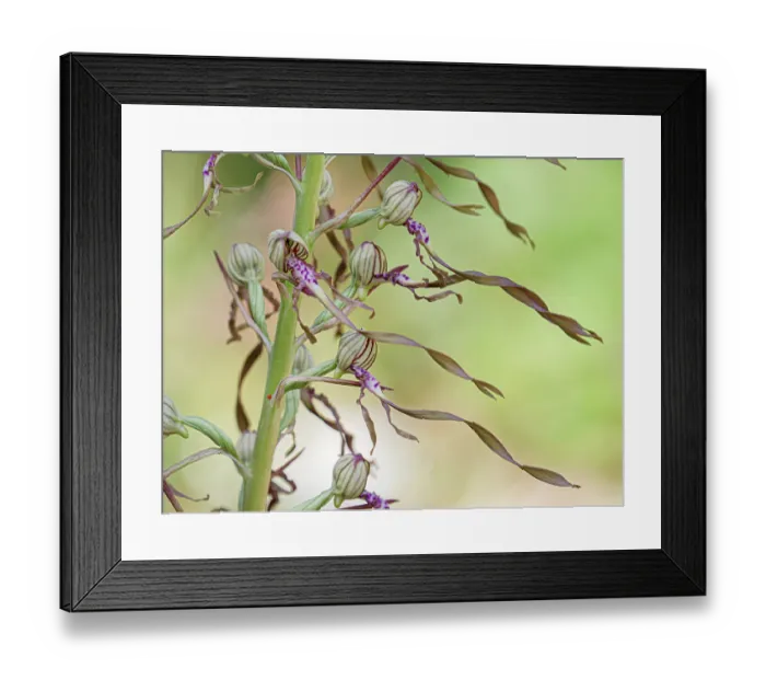 Framed Print : Adriatic lizard orchid (Himantoglossum adriaticum) in flower, Preci, Sibillini, Umbria, Italy. May Framed Print : Adriatic lizard orchid (Himantoglossum adriaticum) in flower, Preci, Sibillini, Umbria, Italy. May