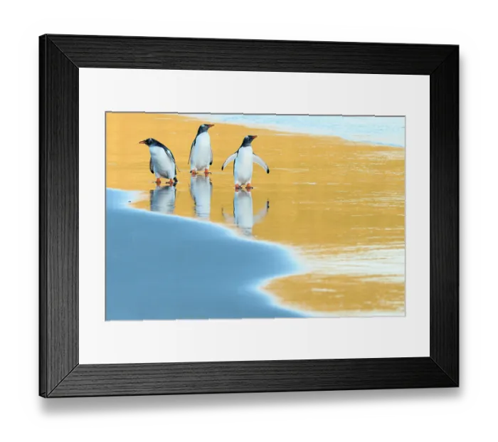 Framed Print : Three Gentoo penguins (Pygoscelis papua) walking along the shore at sunrise, Falkland Islands, Atlantic Ocean Framed Print : Three Gentoo penguins (Pygoscelis papua) walking along the shore at sunrise, Falkland Islands, Atlantic Ocean