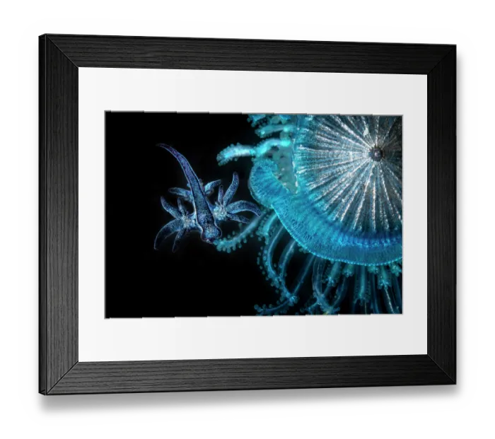 Framed Print : Blue sea slug (Glaucus atlanticus) juvenile, feeding on Blue button hydroid colony (Porpita porpita), Portugal, Atlantic Ocean Framed Print : Blue sea slug (Glaucus atlanticus) juvenile, feeding on Blue button hydroid colony (Porpita porpita), Portugal, Atlantic Ocean