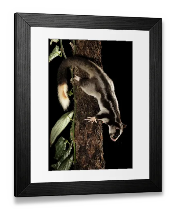 Framed Print : RF - Torresian striped possum (Dactylopsila trivirgata) climbing down tree trunk at night, Wet Tropics World Heritage, Lake Eacham, Queensland, Australia Framed Print : RF - Torresian striped possum (Dactylopsila trivirgata) climbing down tree trunk at night, Wet Tropics World Heritage, Lake Eacham, Queensland, Australia