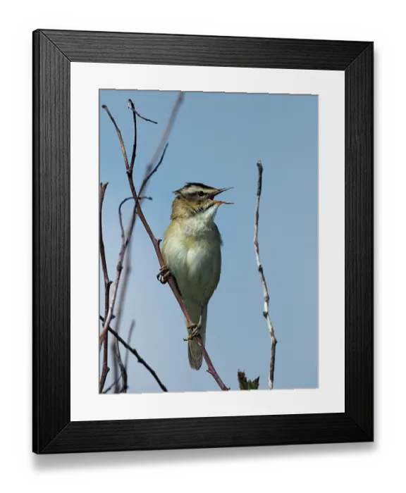 Framed Print : RF - Sedge warbler (Acrocephalus schoenobaenus) male, perched on dead twigs singing, Yorkshire, England, UK. June Framed Print : RF - Sedge warbler (Acrocephalus schoenobaenus) male, perched on dead twigs singing, Yorkshire, England, UK. June