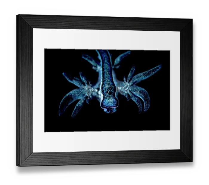 Framed Print : Blue sea slug (Glaucus atlanticus) juvenile, portrait, Portugal, Atlantic Ocean Framed Print : Blue sea slug (Glaucus atlanticus) juvenile, portrait, Portugal, Atlantic Ocean