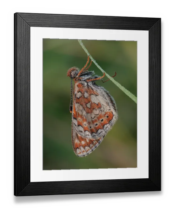 Framed Print : RF - Marsh fritillary butterfly (Euphydryas aurinia) roosting at dawn covered in dew, Cornwall, England, UK. May. Focus stacked Framed Print : RF - Marsh fritillary butterfly (Euphydryas aurinia) roosting at dawn covered in dew, Cornwall, England, UK. May. Focus stacked