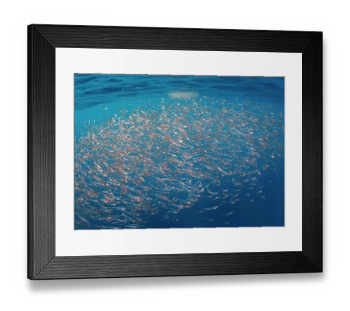 Framed Print : Northern krill (Meganyctiphanes norvegica) shoal, the stomach is coloured red from carotenoids, an indication that this euphausid feeds on copepods, Sesimbra, Portugal Framed Print : Northern krill (Meganyctiphanes norvegica) shoal, the stomach is coloured red from carotenoids, an indication that this euphausid feeds on copepods, Sesimbra, Portugal