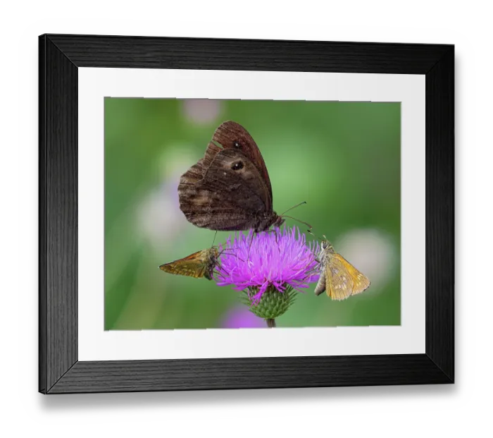 Framed Print : Sooty ringlet butterfly (Erebia pluto) with two Silver-spotted skippers (Hesperia comma) nectaring on Thistle flower, Mt. Tendre, Jura, Switzerland. July Framed Print : Sooty ringlet butterfly (Erebia pluto) with two Silver-spotted skippers (Hesperia comma) nectaring on Thistle flower, Mt. Tendre, Jura, Switzerland. July