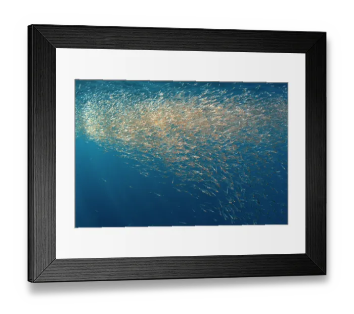 Framed Print : Northern krill (Meganyctiphanes norvegica) shoal, the stomach is coloured red from carotenoids, an indication that this euphausid feeds on copepods, Sesimbra, Portugal Framed Print : Northern krill (Meganyctiphanes norvegica) shoal, the stomach is coloured red from carotenoids, an indication that this euphausid feeds on copepods, Sesimbra, Portugal