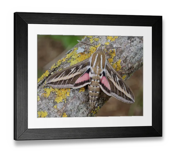 Framed Print : Striped hawkmoth (Hyles livornica) resting on a branch, Podere Montecucco, Umbria, Italy. May Framed Print : Striped hawkmoth (Hyles livornica) resting on a branch, Podere Montecucco, Umbria, Italy. May