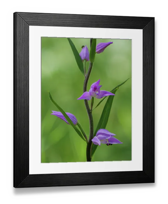 Framed Print : Red helleborine (Cephalanthera rubra) in flower, Piediluco, Umbria, Italy. July Framed Print : Red helleborine (Cephalanthera rubra) in flower, Piediluco, Umbria, Italy. July