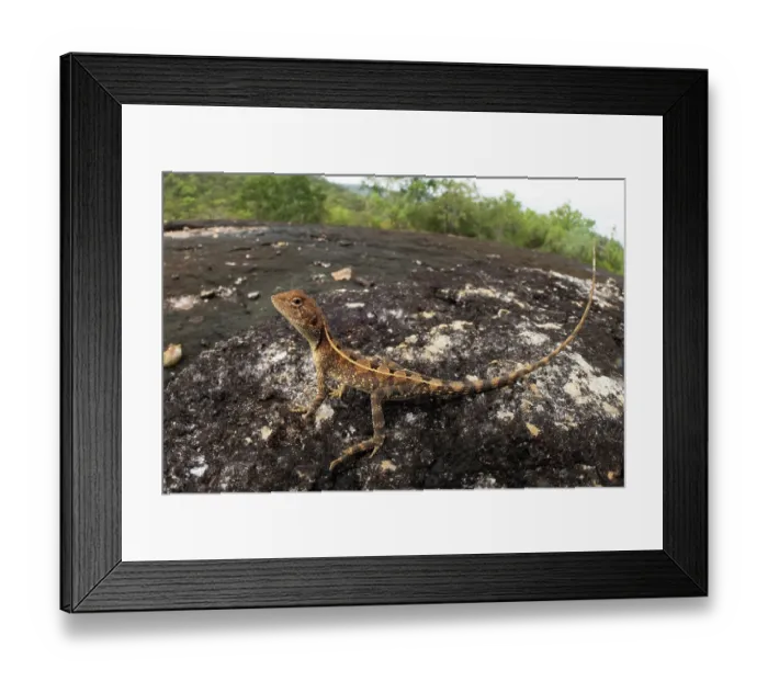 Framed Print : Two-lined dragon (Diporiphora bilineata) portrait, Cooktown, Queensland, Australia Framed Print : Two-lined dragon (Diporiphora bilineata) portrait, Cooktown, Queensland, Australia
