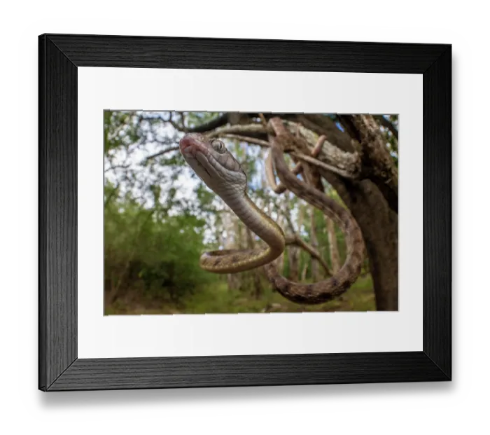 Framed Print : Brown tree snake (Boiga irregularis) hanging from tree branch, Cooktown, Queensland, Australia Framed Print : Brown tree snake (Boiga irregularis) hanging from tree branch, Cooktown, Queensland, Australia