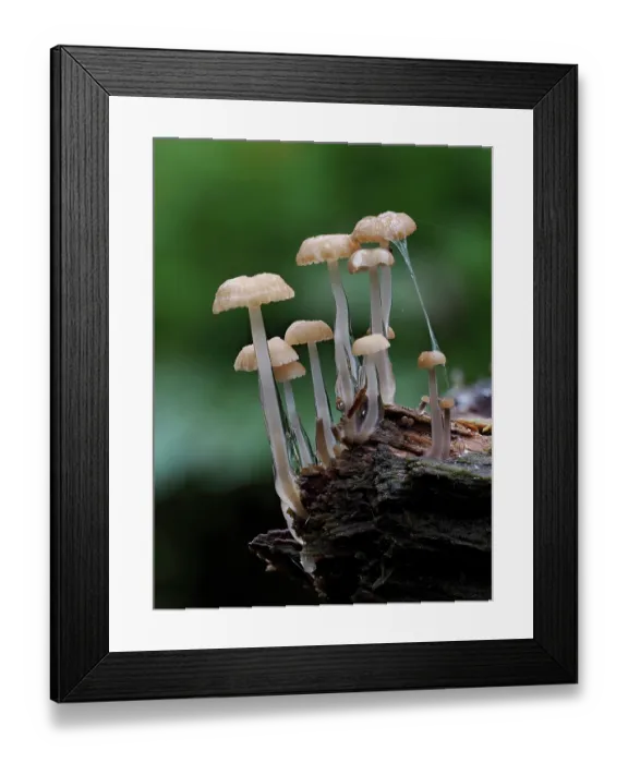 Framed Print : RF - Dripping bonnet (Roridomyces roridus) fungi on a rotting log, Hertfordshire, England, UK. November. Focus stacked