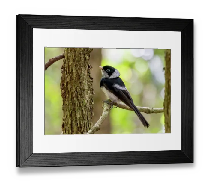 Framed Print : Frill-necked monarch (Arses lorealis) perched on branch, Wet Tropics World Heritage, Lake Eacham, Queensland, Australia Framed Print : Frill-necked monarch (Arses lorealis) perched on branch, Wet Tropics World Heritage, Lake Eacham, Queensland, Australia