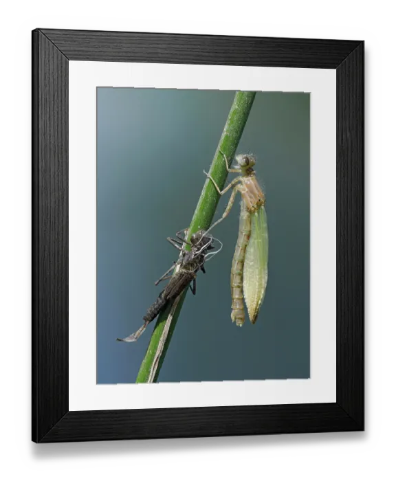 Framed Print : RF - Azure damselfly (Coenagrion puella) newly emerged imago with wings half expanded, East Sussex, England, UK. May. Focus stacked Framed Print : RF - Azure damselfly (Coenagrion puella) newly emerged imago with wings half expanded, East Sussex, England, UK. May. Focus stacked