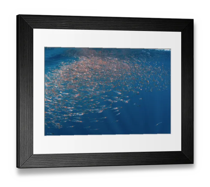 Framed Print : Northern krill (Meganyctiphanes norvegica) shoal, the stomach is coloured red from carotenoids, an indication that this euphausid feeds on copepods, Sesimbra, Portugal Framed Print : Northern krill (Meganyctiphanes norvegica) shoal, the stomach is coloured red from carotenoids, an indication that this euphausid feeds on copepods, Sesimbra, Portugal