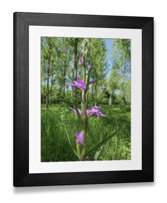 Framed Print : Red helleborine (Cephalanthera rubra) in flower, Piediluco, Umbria, Italy. July Framed Print : Red helleborine (Cephalanthera rubra) in flower, Piediluco, Umbria, Italy. July