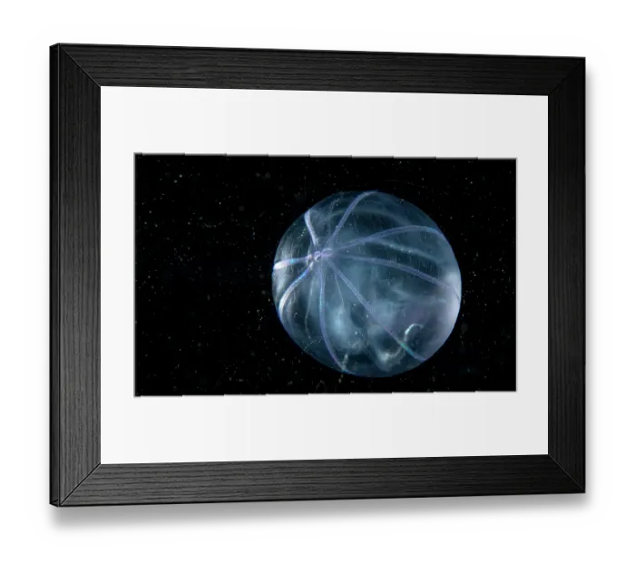 Framed Print : Comb jelly (Bolinopsis sp.) portrait, Portugal, Atlantic Ocean Framed Print : Comb jelly (Bolinopsis sp.) portrait, Portugal, Atlantic Ocean