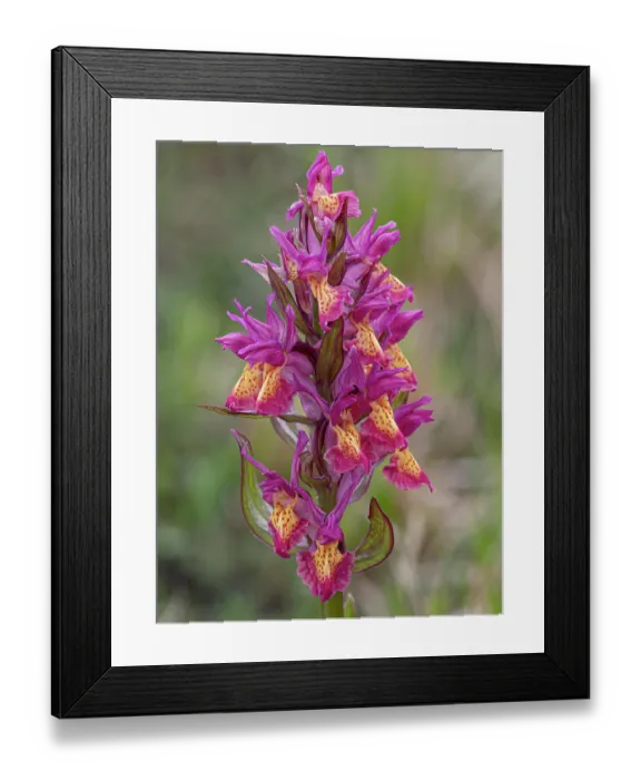 Framed Print : Elderflower orchid (Dactylorhiza sambucina) magenta variety, in flower, Gran Sasso, Abruzzo, Italy. May. Focus stacked Framed Print : Elderflower orchid (Dactylorhiza sambucina) magenta variety, in flower, Gran Sasso, Abruzzo, Italy. May. Focus stacked