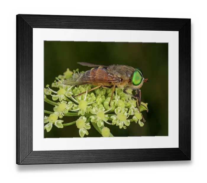 Framed Print : Horsefly (Philipomyia aprica) male, nectaring on Umbillifer flowers (Apiaceae), Castelluccio di Norcia, Sibillini, Umbria, Italy. July Framed Print : Horsefly (Philipomyia aprica) male, nectaring on Umbillifer flowers (Apiaceae), Castelluccio di Norcia, Sibillini, Umbria, Italy. July