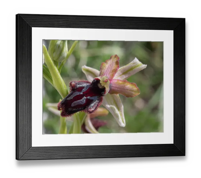 Framed Print : Bee orchid (Ophrys x angelensis) a hybrid between Ophrys incubacea and Ophrys promontorii, in flower, Gargano, Puglia, Italy. April Framed Print : Bee orchid (Ophrys x angelensis) a hybrid between Ophrys incubacea and Ophrys promontorii, in flower, Gargano, Puglia, Italy. April