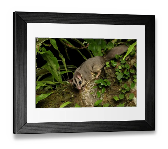 Framed Print : Krefft's glider (Petaurus notatus) resting in tree, Wet Tropics World Heritage, Lake Eacham, Queensland, Australia Framed Print : Krefft's glider (Petaurus notatus) resting in tree, Wet Tropics World Heritage, Lake Eacham, Queensland, Australia