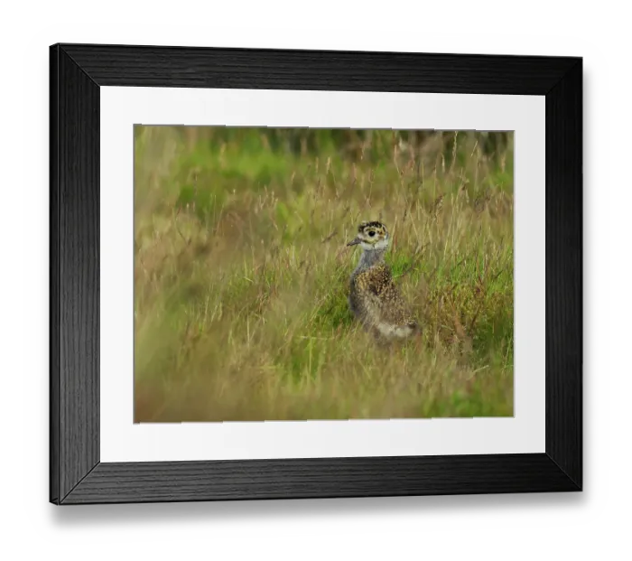 Framed Print : Golden plover (Pluvialis Apricaria) chick standing among grasses on moorland, North Yorkshire, England, UK. July Framed Print : Golden plover (Pluvialis Apricaria) chick standing among grasses on moorland, North Yorkshire, England, UK. July
