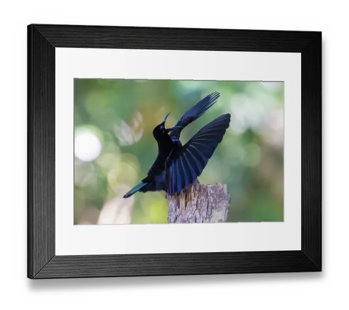Framed Print : Victoria's riflebird (Ptiloris victoriae) male, courtship display, Wet Tropics World Heritage, Lake Eacham, Queensland, Australia Framed Print : Victoria's riflebird (Ptiloris victoriae) male, courtship display, Wet Tropics World Heritage, Lake Eacham, Queensland, Australia