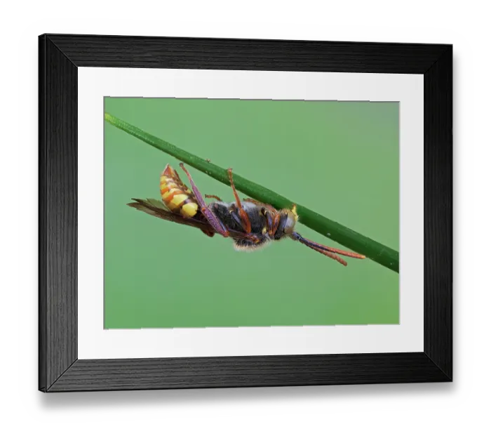 Framed Print : Cuckoo bee (Nomada flava) sleeping with mandibles clamped onto grass stem, Hertfordshire, England, UK. July. Focus stacked Framed Print : Cuckoo bee (Nomada flava) sleeping with mandibles clamped onto grass stem, Hertfordshire, England, UK. July. Focus stacked