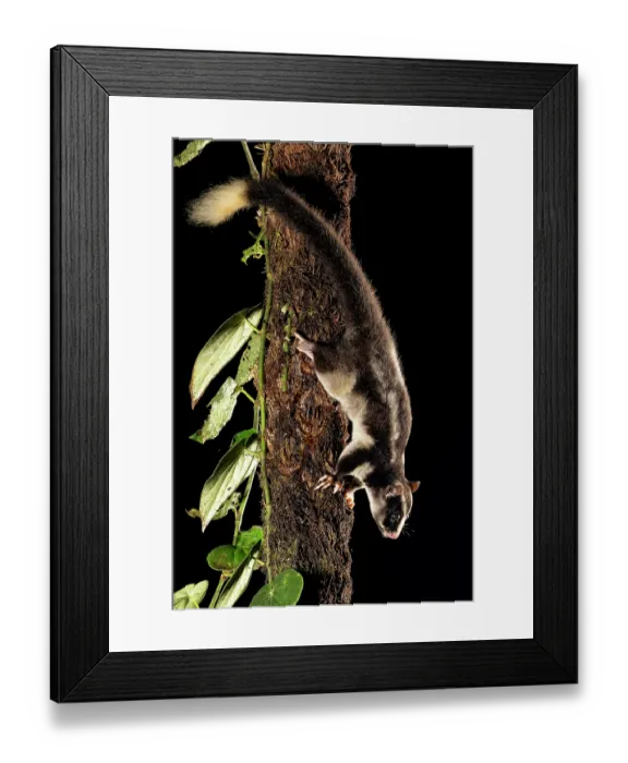Framed Print : Torresian striped possum (Dactylopsila trivirgata) climbing down tree trunk at night, Wet Tropics World Heritage, Lake Eacham, Queensland, Australia Framed Print : Torresian striped possum (Dactylopsila trivirgata) climbing down tree trunk at night, Wet Tropics World Heritage, Lake Eacham, Queensland, Australia