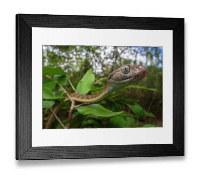 Framed Print : Brown tree snake (Boiga irregularis) portrait, Cooktown, Queensland, Australia