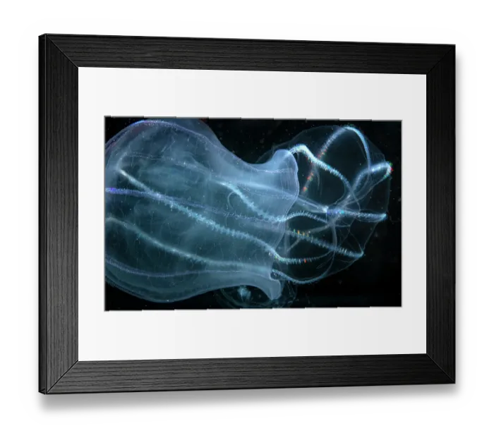 Framed Print : Comb jelly (Bolinopsis sp.) feeding on another Comb jelly (Pleurobrachia sp), Portugal, Atlantic Ocean Framed Print : Comb jelly (Bolinopsis sp.) feeding on another Comb jelly (Pleurobrachia sp), Portugal, Atlantic Ocean