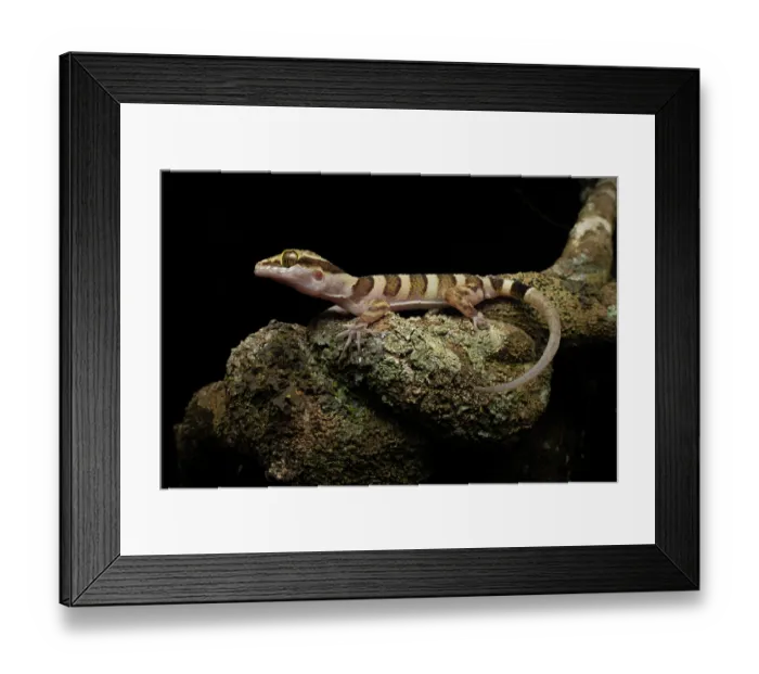 Framed Print : Ring-tailed gecko (Cyrtodactylus louisiadensis) resting on rock at night, Cooktown, Queensland, Australia Framed Print : Ring-tailed gecko (Cyrtodactylus louisiadensis) resting on rock at night, Cooktown, Queensland, Australia