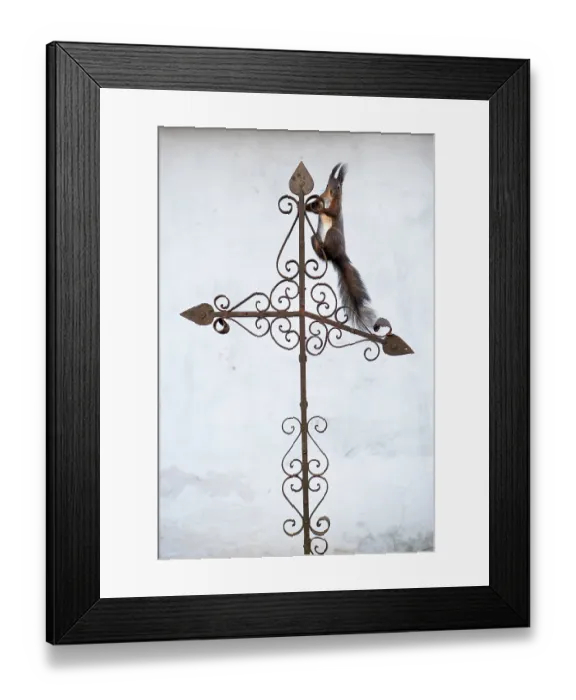 Framed Print : Red squirrel (Sciurus vulgaris) sitting on metal cross on top of tomb, Verteskozma, Hungary. February Framed Print : Red squirrel (Sciurus vulgaris) sitting on metal cross on top of tomb, Verteskozma, Hungary. February