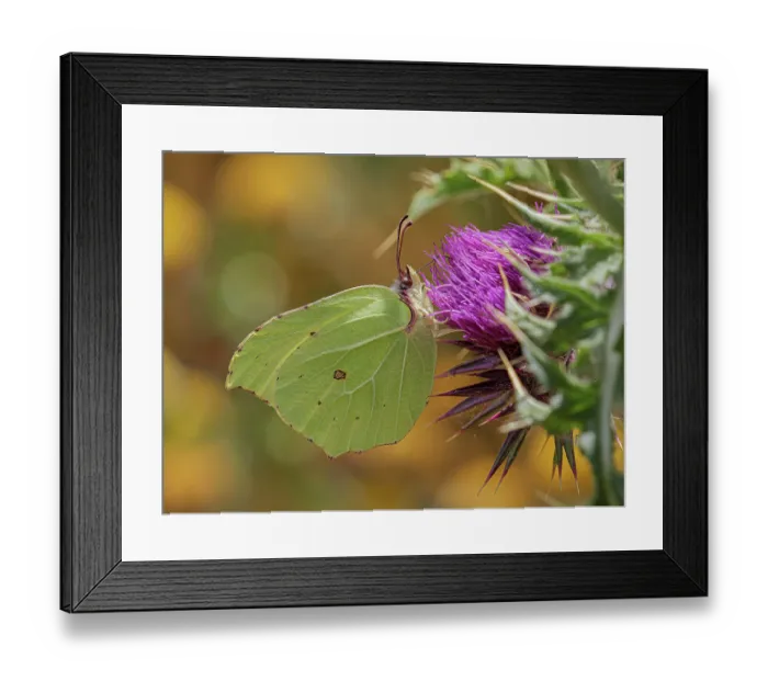 Framed Print : Brimstone (Gonepteryx rhamni) male, nectaring on Thistle flower, Castelluccio di Norcia, Sibillini, Umbria, Italy. July Framed Print : Brimstone (Gonepteryx rhamni) male, nectaring on Thistle flower, Castelluccio di Norcia, Sibillini, Umbria, Italy. July